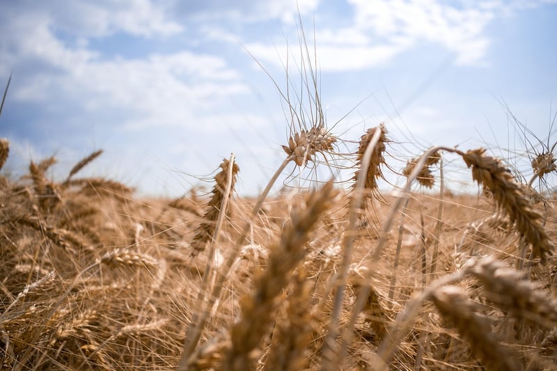 Nature's Harvest