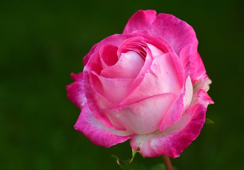 Rose Arrangement