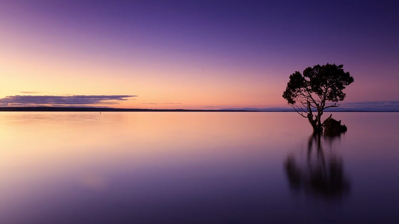 Sunset in the Forest