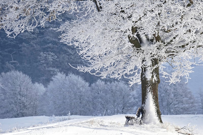 Winter Forest